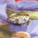Art Deco 1930's .16ct t.w. Old Transitional Cut Diamond Engagement Ring Two Tone 14k